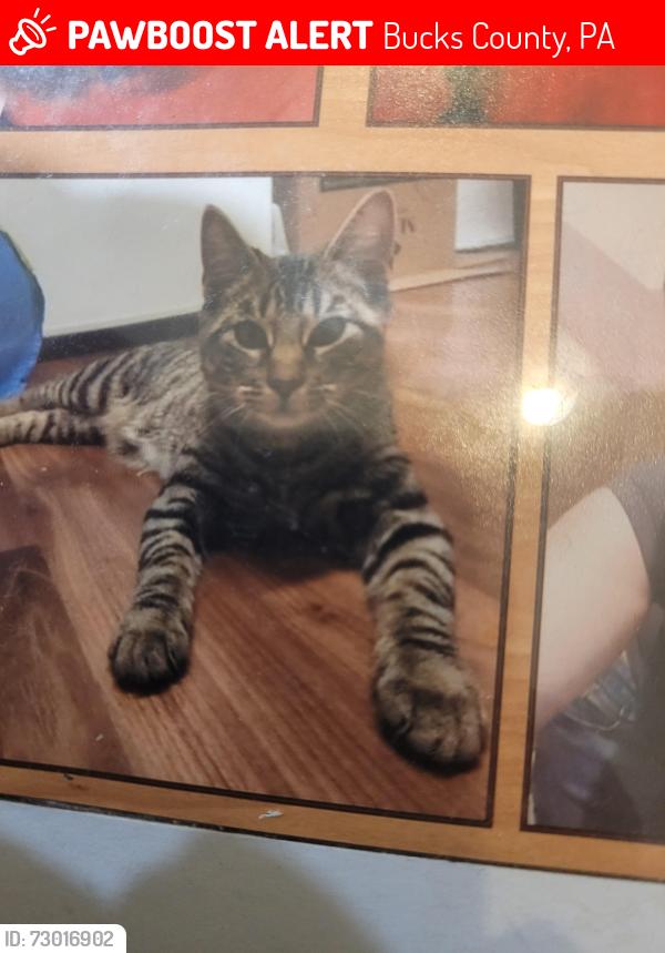Lost Male Cat last seen Salisbury rd, Bucks County, PA 18912