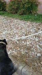 Lost Female Dog last seen Research, Austin, TX 78729