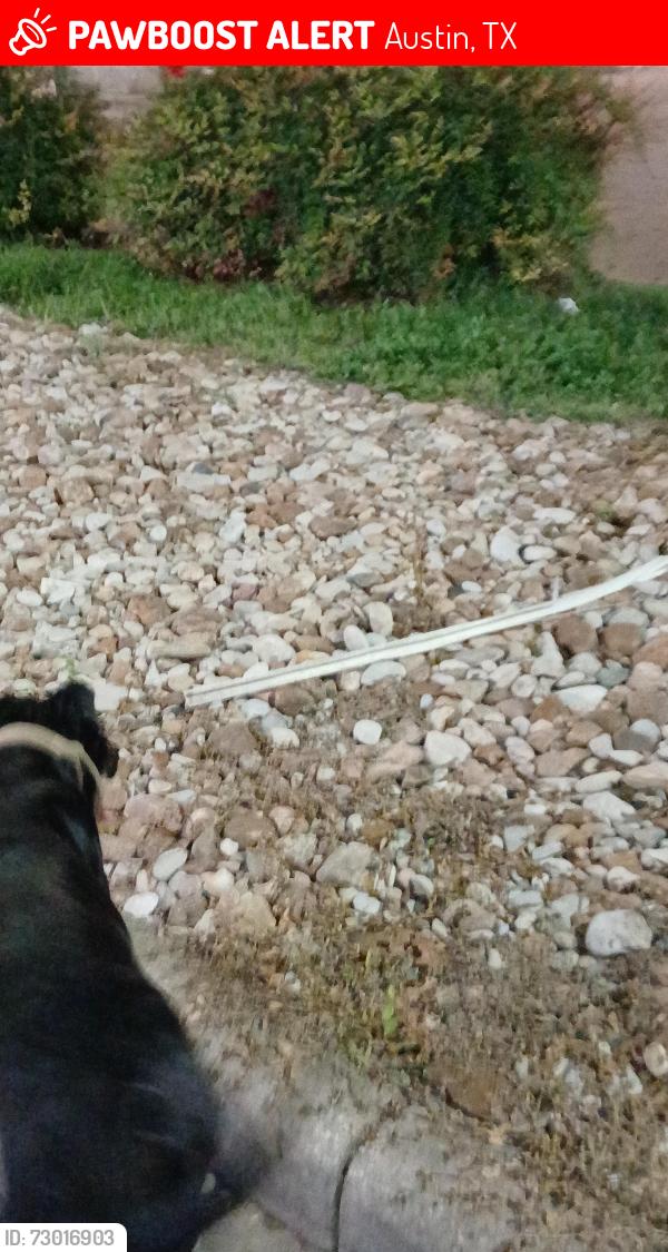 Lost Female Dog last seen Research, Austin, TX 78729
