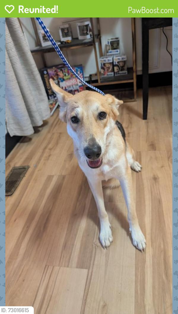 Reunited Female Dog last seen Sommers Road. O'Day Park, O'Fallon, MO 63367