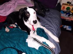 Lost Female Dog last seen Dunlop avenue ascotvale, Ascot Vale, VIC 3032