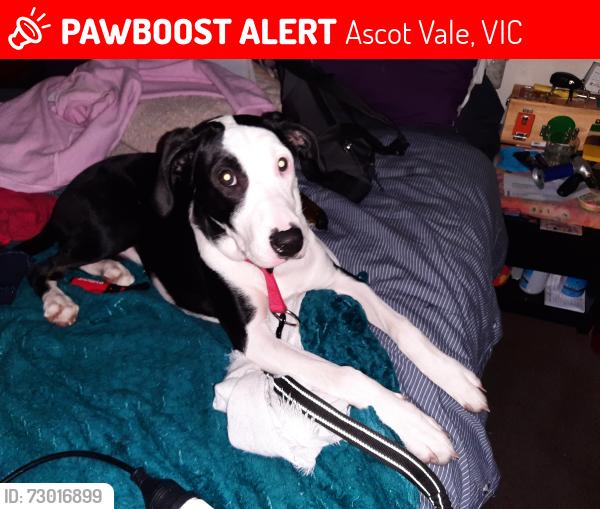 Lost Female Dog last seen Dunlop avenue ascotvale, Ascot Vale, VIC 3032