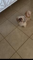Reunited Female Dog last seen Avondale, AZ, USA, Avondale, AZ 85323