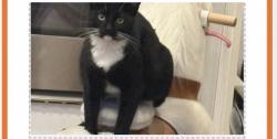 Lost Male Cat last seen Riverhill Subdivision, Ball Ground, GA 30107