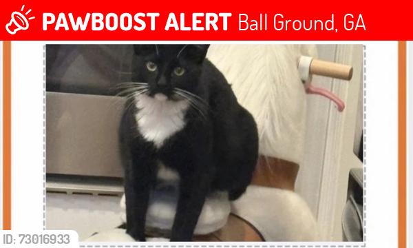 Lost Male Cat last seen Riverhill Subdivision, Ball Ground, GA 30107