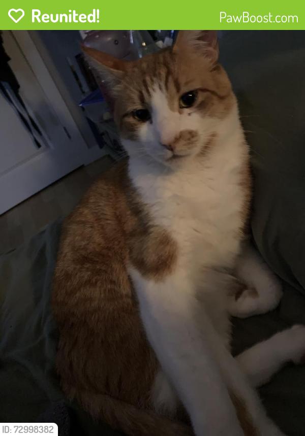 Reunited Male Cat last seen Near Ker Ave, Victoria, BC V9A 2B7, Canada, Victoria, BC V9A 2B7