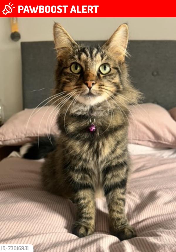 Lost Female Cat last seen Dunmurry , Dunmurry, Northern Ireland BT17