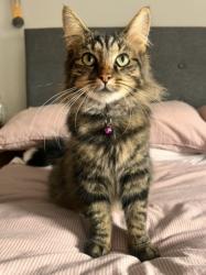 Lost Female Cat last seen Dunmurry , Dunmurry, Northern Ireland BT17