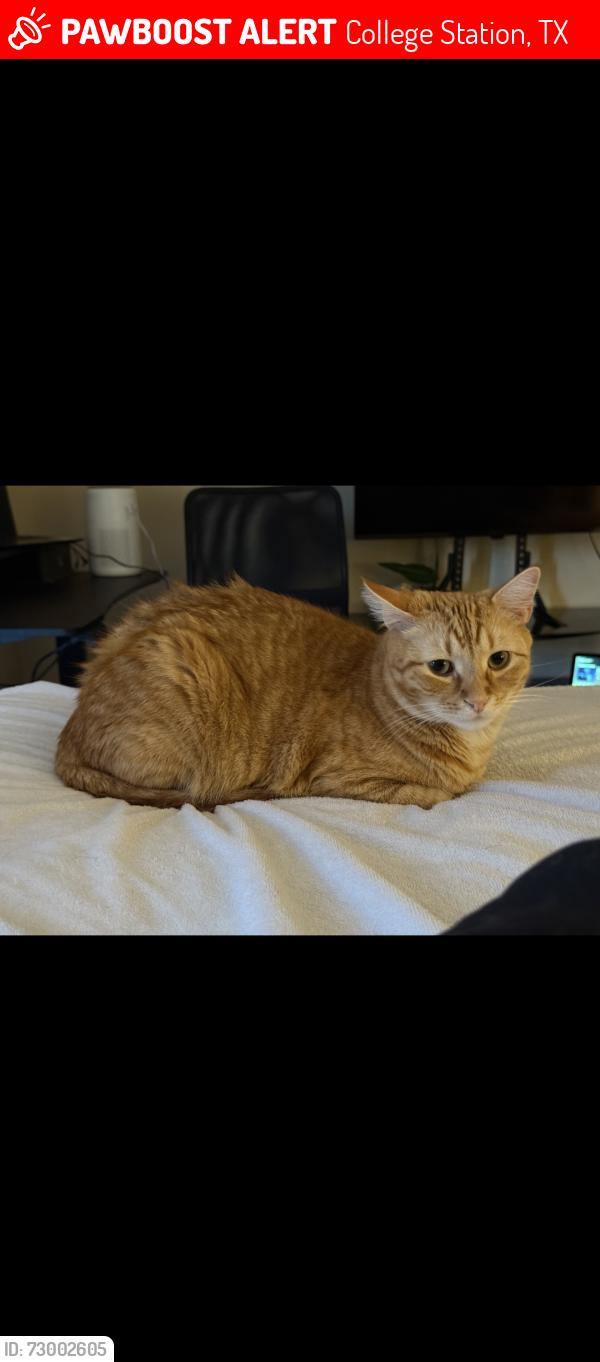 Lost Male Cat last seen Near Bosque Dr across from Georgie K. Fitch park, College Station, TX 77845