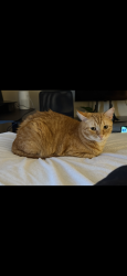 Lost Male Cat last seen Near Bosque Dr across from Georgie K. Fitch park, College Station, TX 77845