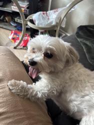 Reunited Female Dog last seen Near Ivy ln Rancho Cucamonga , Rancho Cucamonga, CA 91730
