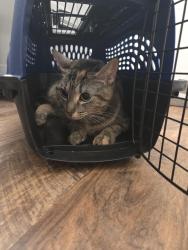 Found/Stray Female Cat last seen Brewery Square apmts , New Haven, CT 06513