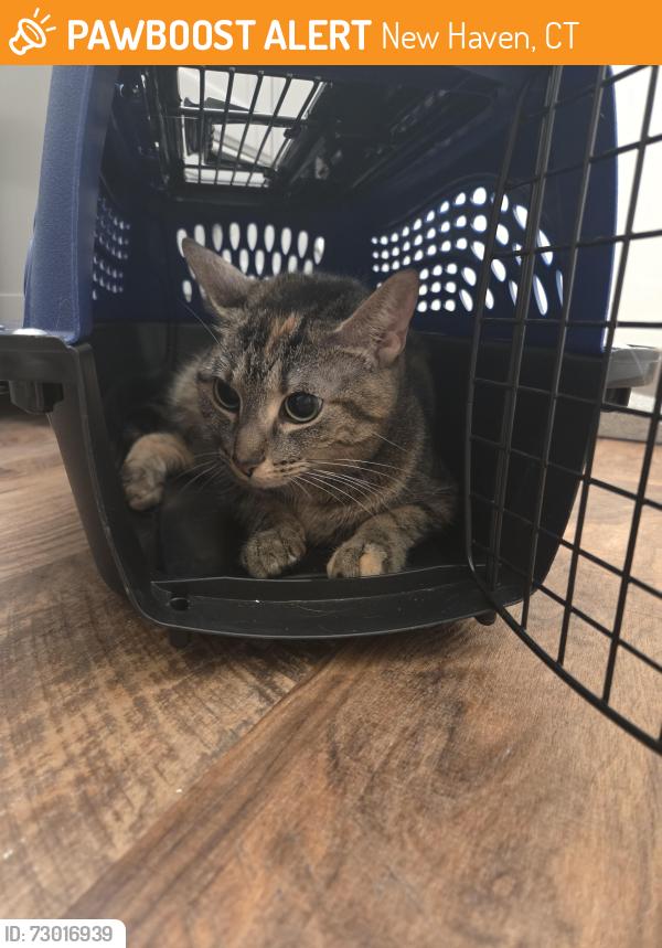 Found/Stray Female Cat last seen Brewery Square apmts , New Haven, CT 06513