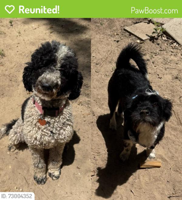 Reunited Unknown Dog last seen Forest Glenn Ct, Irvington, AL, Irvington, AL 36544