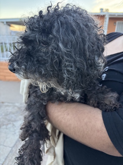 Shelter Stray Male Dog last seen Near lariat, CITY of El Paso, TX, 5001 Fred Wilson Ave, El Paso, TX 79906, USA