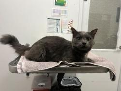 Shelter Stray Male Cat last seen E 53rd and Oakley Ave, KCMO, 64118, 64118, MO, 7077 Elmwood Ave, Kansas City, MO 64132, USA