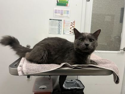 Shelter Stray Male Cat last seen E 53rd and Oakley Ave, KCMO, 64118, 64118, MO, 7077 Elmwood Ave, Kansas City, MO 64132, USA