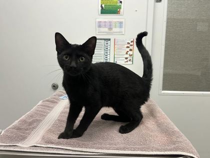Shelter Stray Male Cat last seen E 12th St & Benton Blvd, KCMO, 64127, 64127, KS, 7077 Elmwood Ave, Kansas City, MO 64132, USA