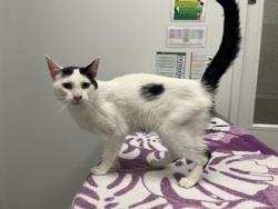 Shelter Stray Female Cat last seen Near Bales, 64132, MO, 7077 Elmwood Ave, Kansas City, MO 64132, USA