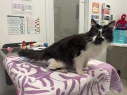 Shelter Stray Male Cat last seen Near Bales, 64132, MO, 7077 Elmwood Ave, Kansas City, MO 64132, USA
