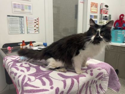 Shelter Stray Male Cat last seen Near Bales, 64132, MO, 7077 Elmwood Ave, Kansas City, MO 64132, USA