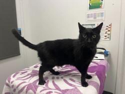 Shelter Stray Male Cat last seen Near Bales, 64132, MO, 7077 Elmwood Ave, Kansas City, MO 64132, USA