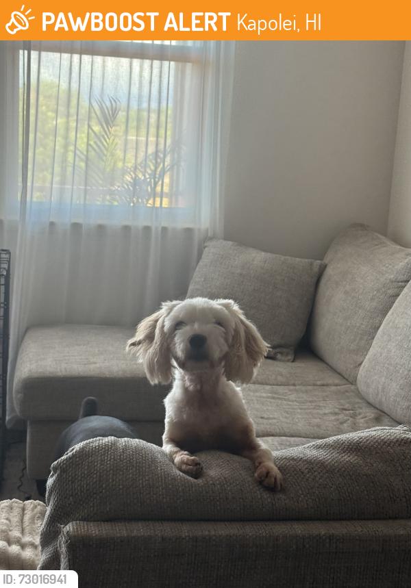 Found/Stray Female Dog last seen Embassy Suites Hotel Kapolei, Kapolei, HI 96707