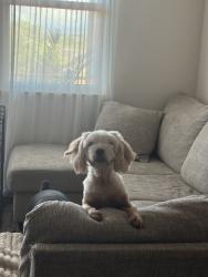 Found/Stray Female Dog last seen Embassy Suites Hotel Kapolei, Kapolei, HI 96707