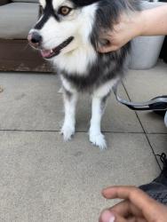 Lost Female Dog last seen Evergreen Valley College, San Jose, CA 95121