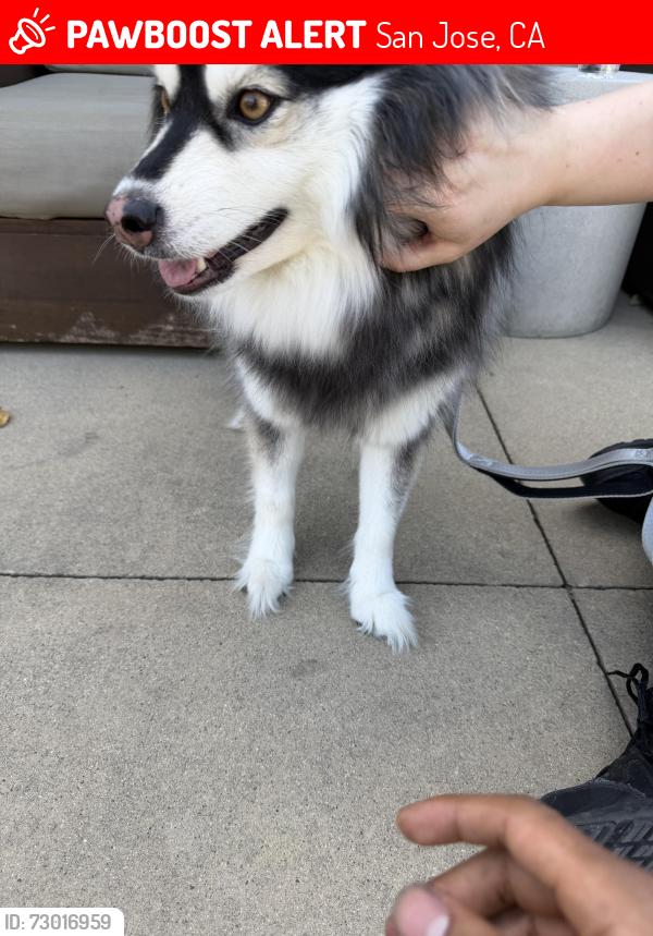 Lost Female Dog last seen Evergreen Valley College, San Jose, CA 95121