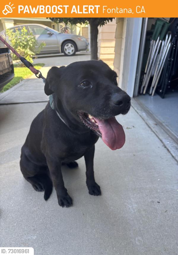 Found/Stray Female Dog last seen Water of Life Church, Fontana, CA 92336