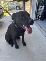 Found/Stray Female Dog last seen Water of Life Church, Fontana, CA 92336