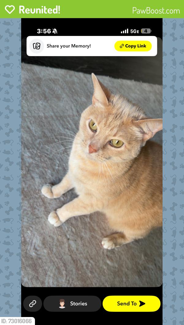 Reunited Female Cat last seen Near Charles farm circle , Louisville, KY 40299