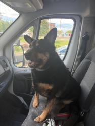 Lost Male Dog last seen Near county rd cliffwood nj 07721, Aberdeen Township, NJ 07721