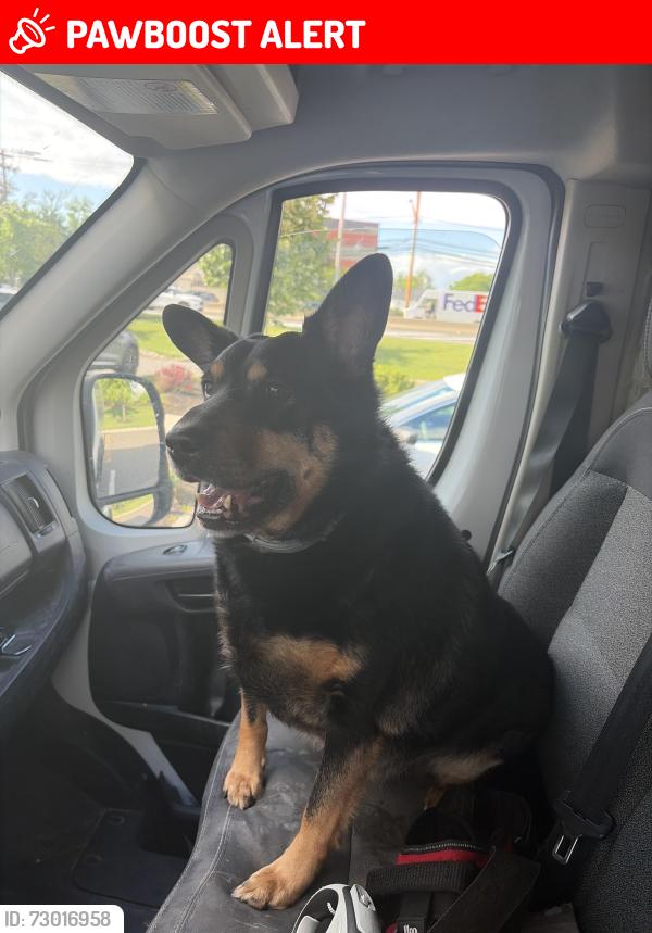 Lost Male Dog last seen Near county rd cliffwood nj 07721, Aberdeen Township, NJ 07721
