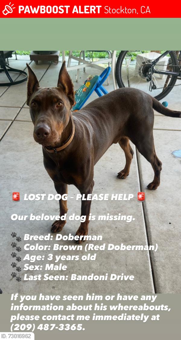 Lost Male Dog last seen Airport Way, Stockton, CA 95206