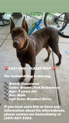 Lost Male Dog last seen Airport Way, Stockton, CA 95206