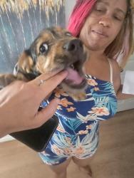 Found/Stray Male Dog last seen Rockingham dr and smithlee dr/glenmore dr, Sacramento, CA 95827