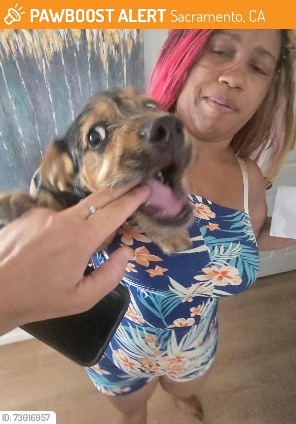 Found/Stray Male Dog last seen Rockingham dr and smithlee dr/glenmore dr, Sacramento, CA 95827