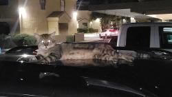 Found/Stray Male Cat last seen Greenfield rd & main st, in San Fernando apmts near basketball court, Mesa, AZ 85205