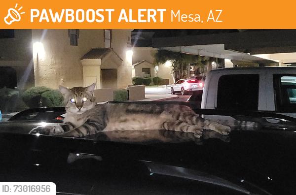 Found/Stray Male Cat last seen Greenfield rd & main st, in San Fernando apmts near basketball court, Mesa, AZ 85205