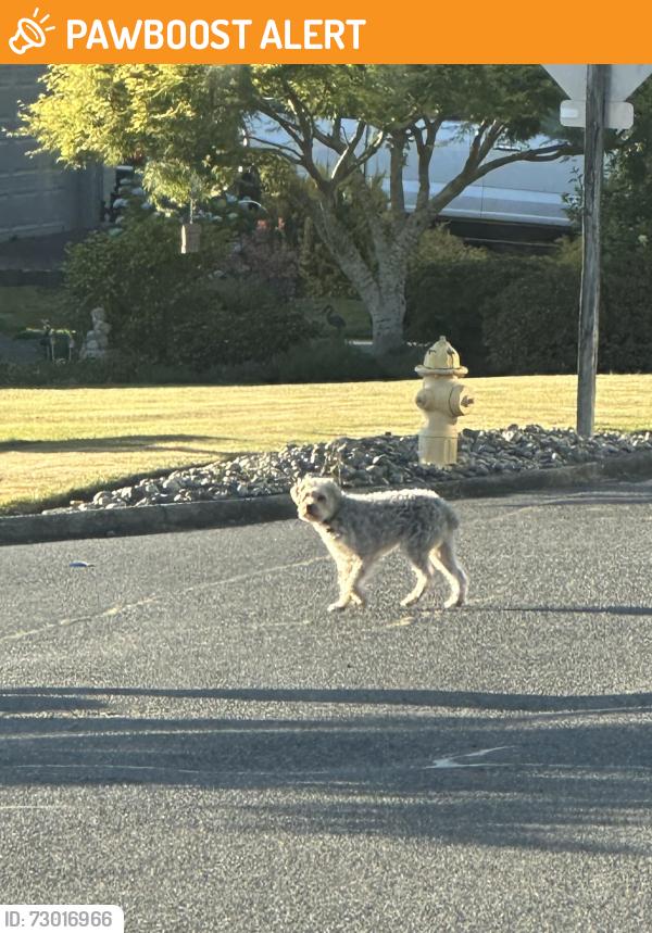 Found/Stray Unknown Dog last seen 12th Ave N & Edmonds Way, Snohomish County, WA 98020