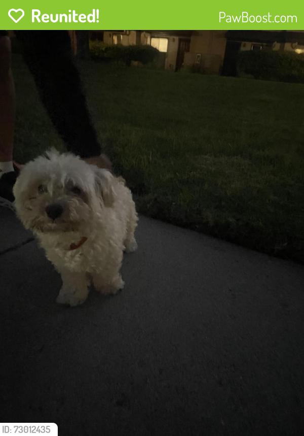 Reunited Male Dog last seen Ryan Elementary School, San Jose, CA 95127