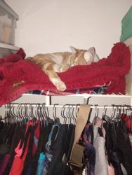 Reunited Female Cat last seen Deschutes River Woods, Bend, OR 97702