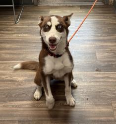 Shelter Stray Female Dog last seen Near Central Avenue, San Diego, CA, 92105, 5500 Gaines St, San Diego, CA 92110, USA