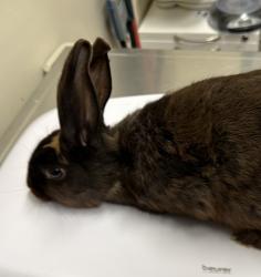 Shelter Stray Female Rabbit last seen Woodpark Drive, Santee, CA, 92071, El Cajon, CA 92020, USA