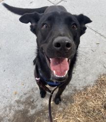Shelter Stray Male Dog last seen Near Shields Street, San Diego, CA, 92124, 5500 Gaines St, San Diego, CA 92110, USA
