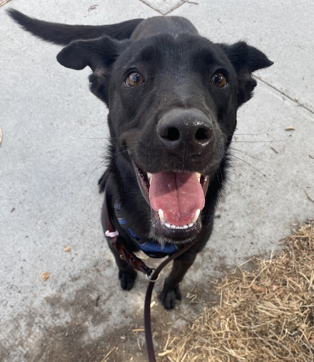 Shelter Stray Male Dog last seen Near Shields Street, San Diego, CA, 92124, 5500 Gaines St, San Diego, CA 92110, USA