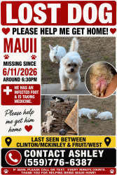 Lost Male Dog last seen Clinton and fruit, Fresno, CA 93705
