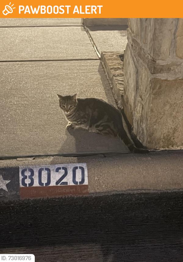 Found/Stray Unknown Cat last seen Smithfield North Tarrant , North Richland Hills, TX 76182